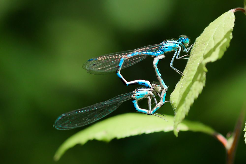 Photograph by Ambi Puvi