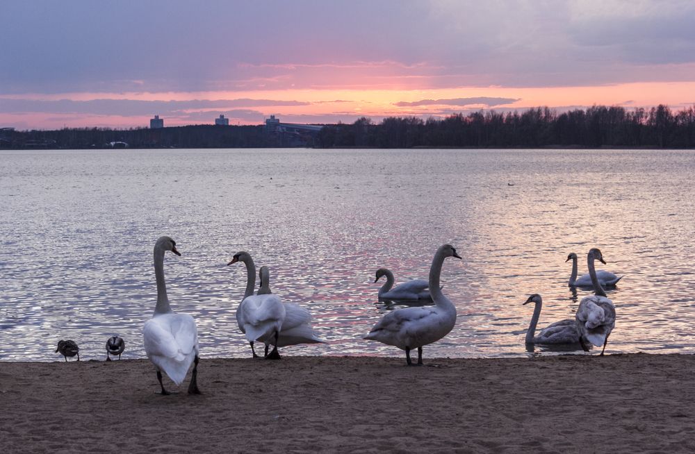 Photograph by Светлана Зыгмантович