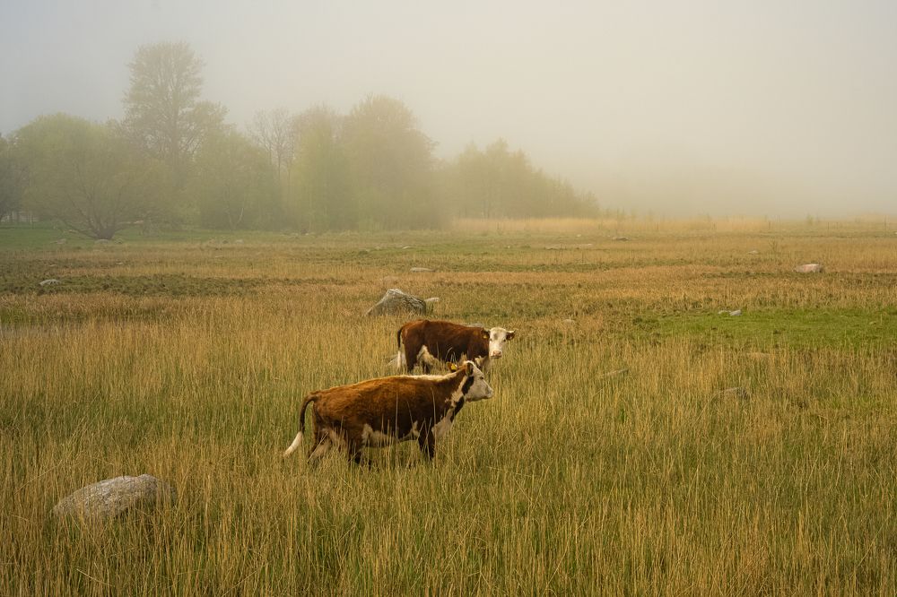 Photograph by Silja Tamme