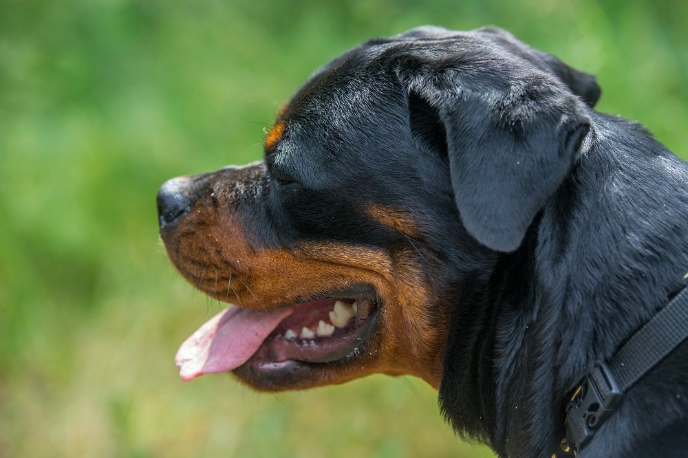 Фотография автора Сопильняк Дмитрий