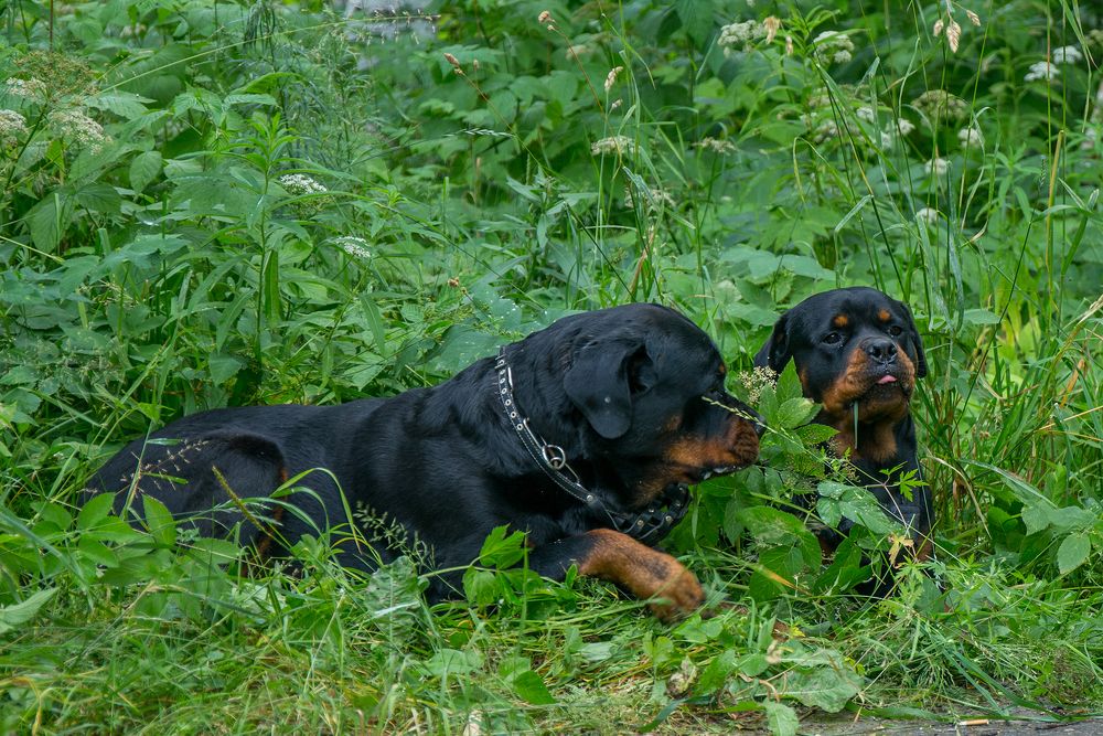 Фотография автора Сопильняк Дмитрий