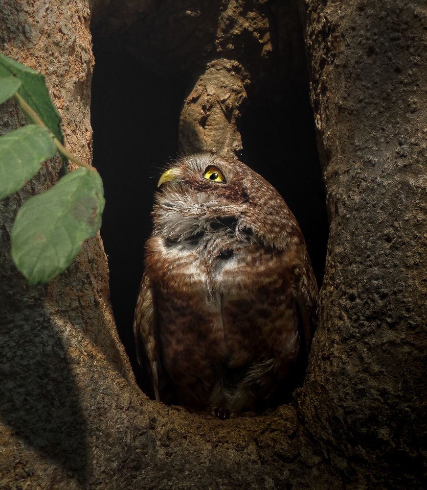 The story of the eye..