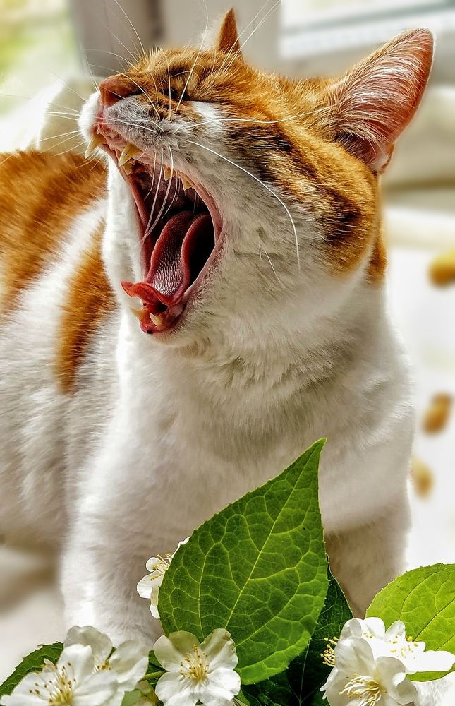 Photograph by Елена Бохолдина