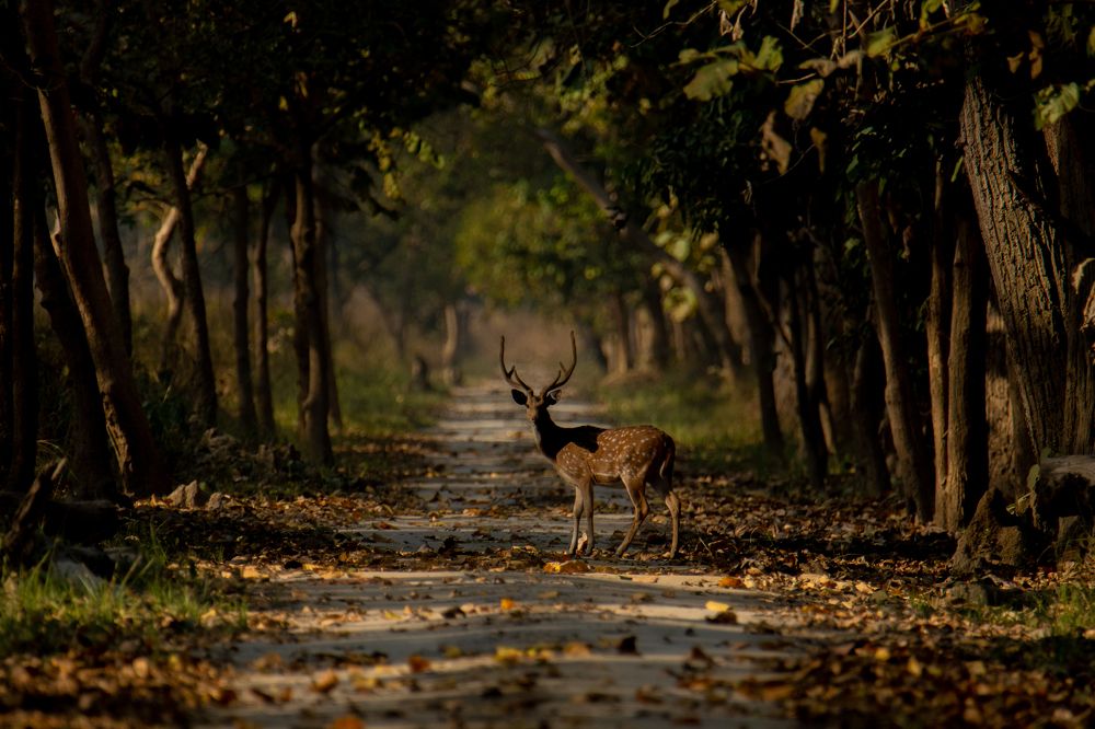 Photograph by Nabarun Majumdar