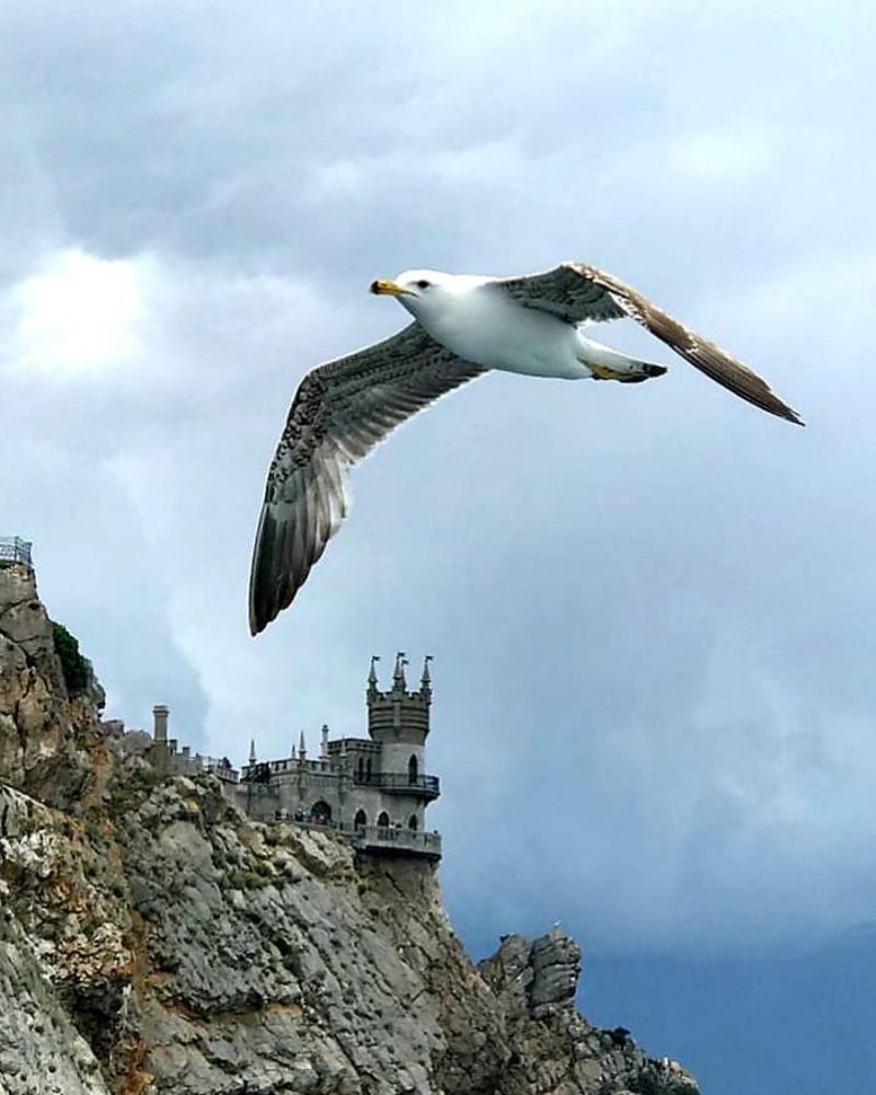 Чайка над ласточкиным гнездом