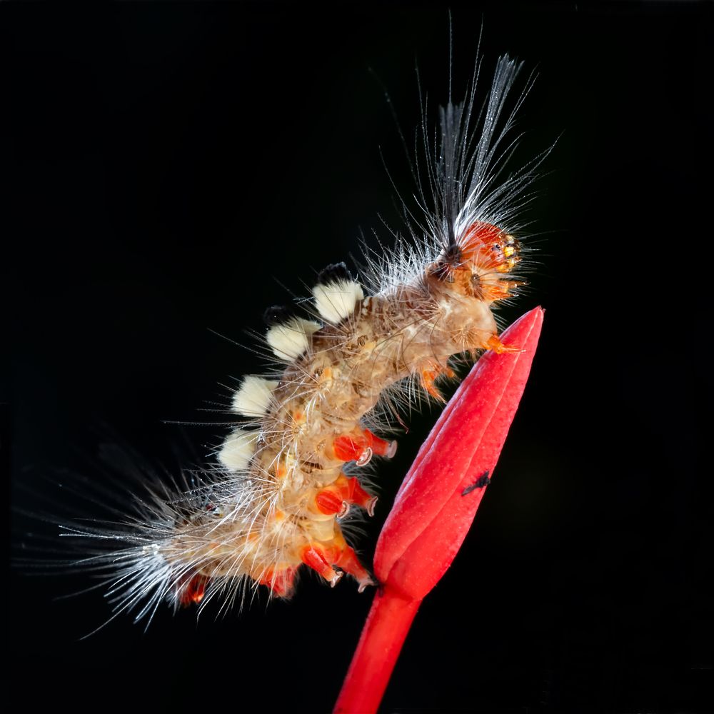 Photograph by VOON YIAN KHIAM