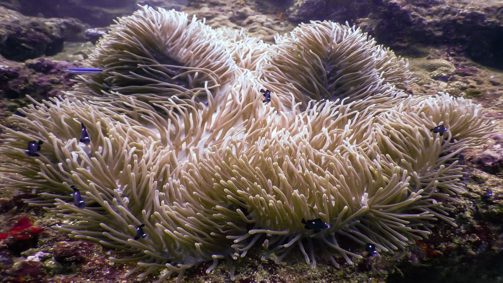 Sea anemone