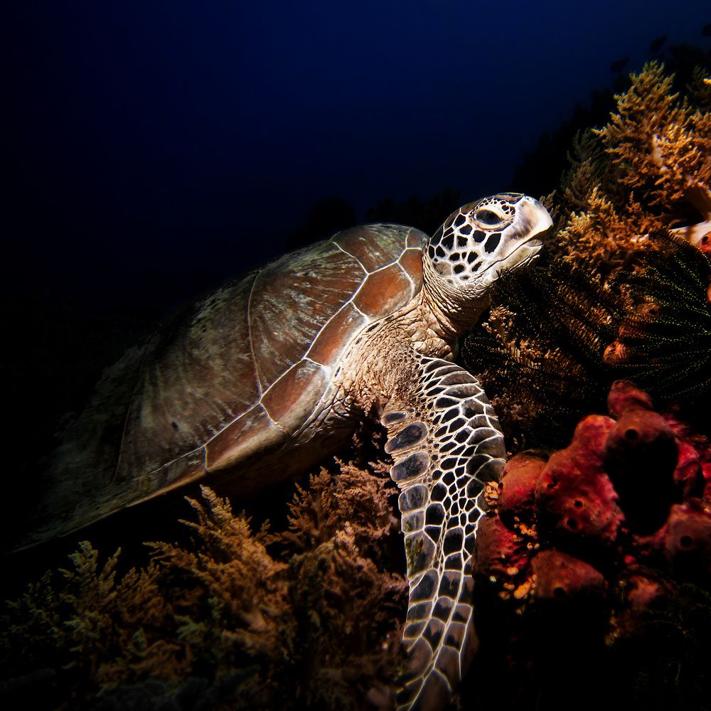 Photograph by Альт Эдуард