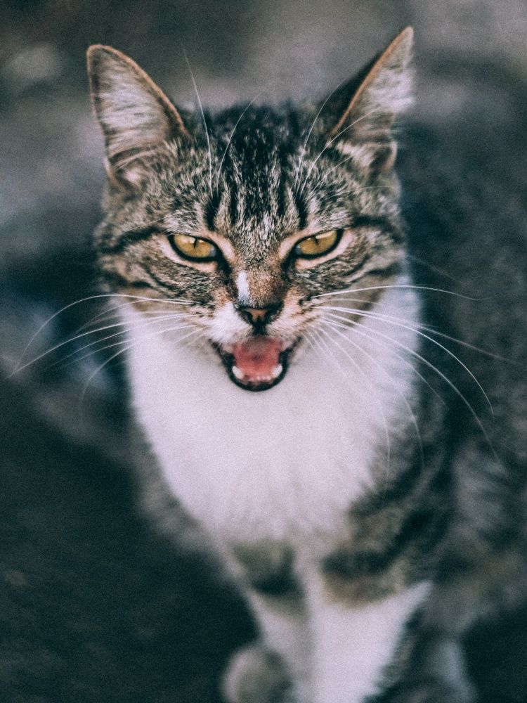 Photograph by Надежда Раскина