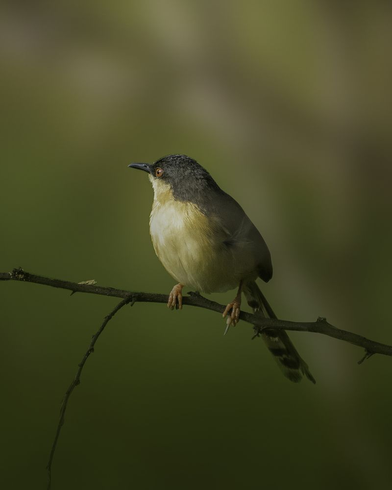 Photograph by Kumar Sharath