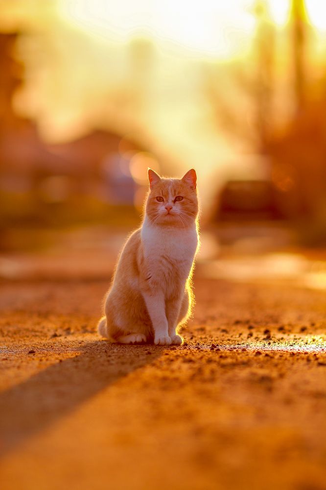 Photograph by Diana Dincheva