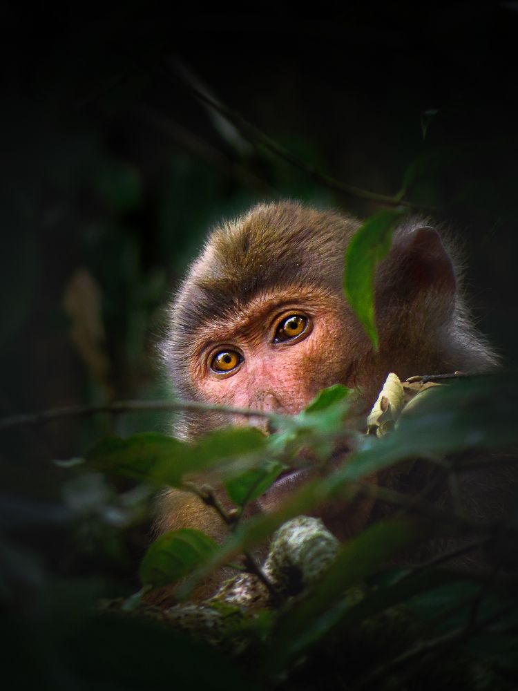 The jungle is watching you