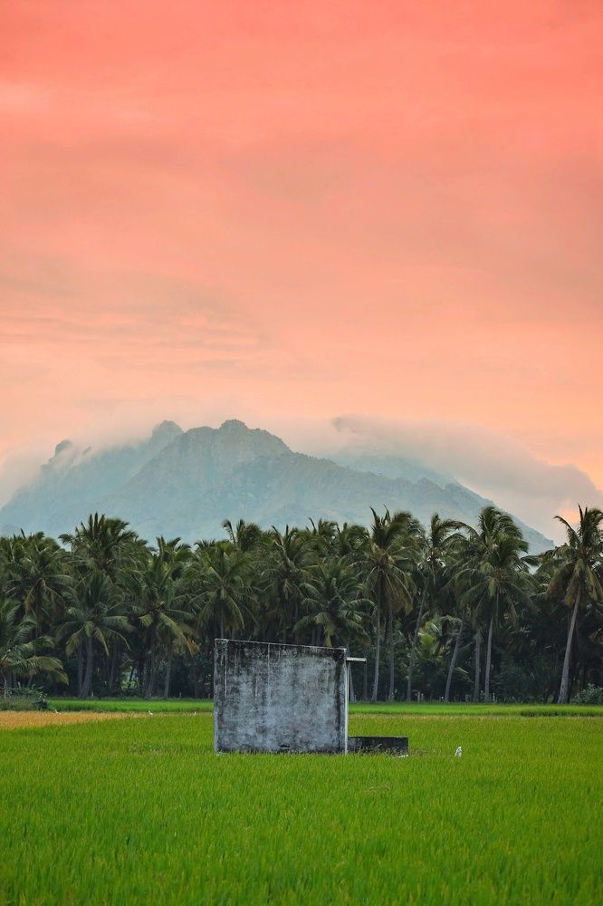shades in the misty morning