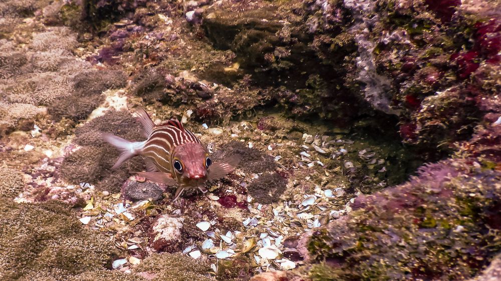 Longspine squirrelfish