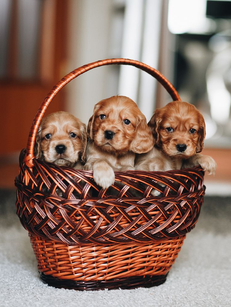 "А в новом доме нас будут также кормить?"