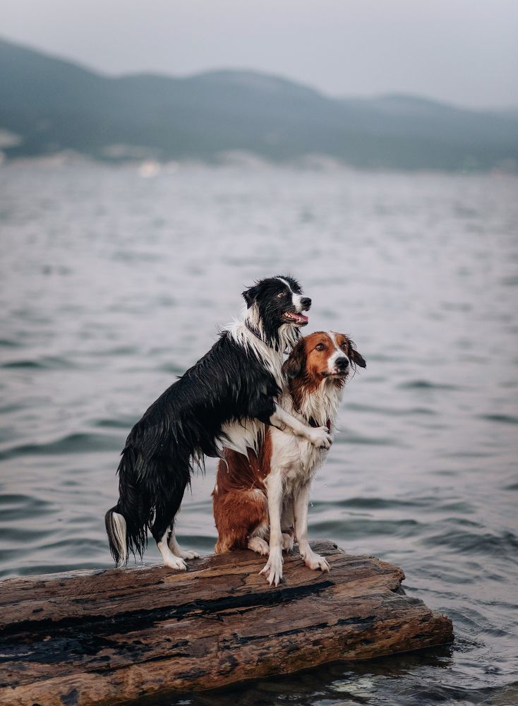 "Давай всегда любить друг друга, как эти пёсики."