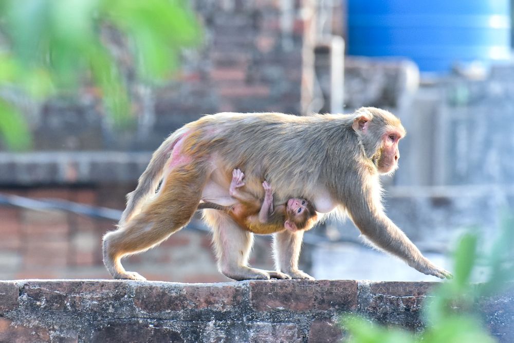 Photograph by Jyotirmay Yadav