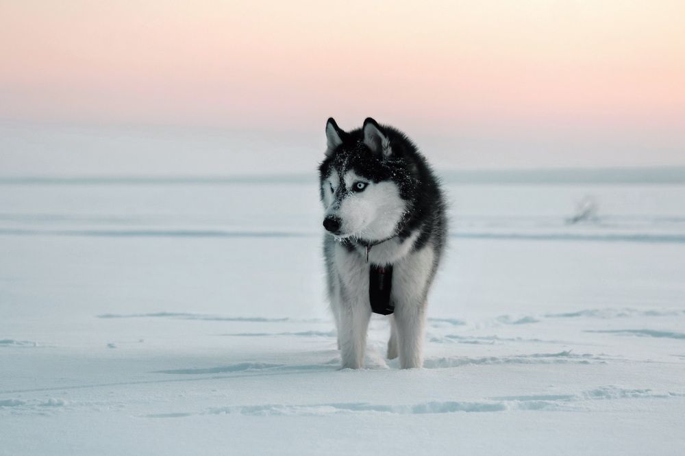 Karelia