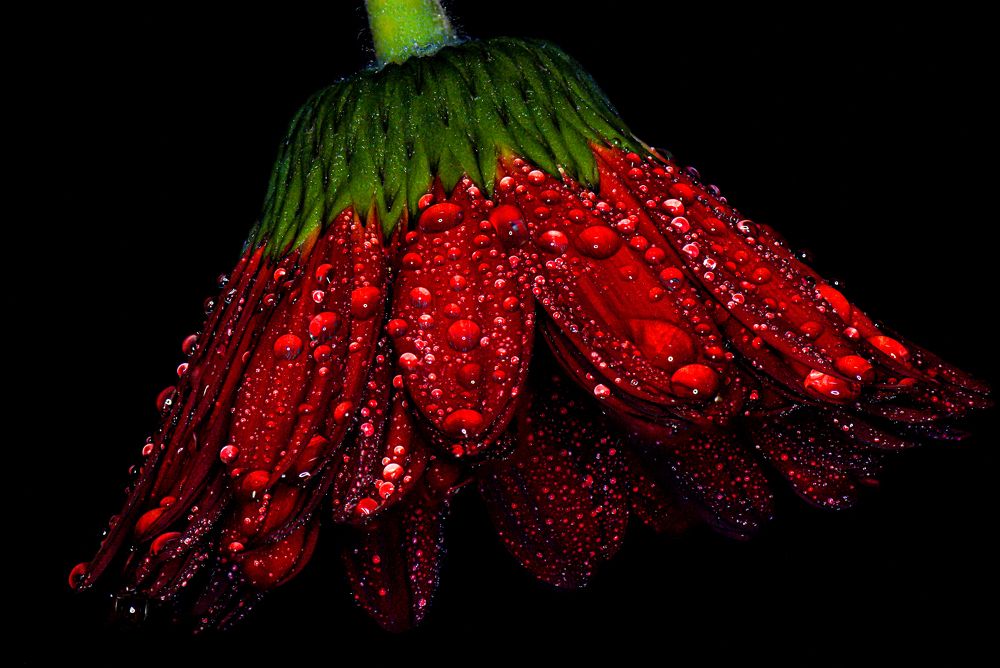 Photograph by Kim Wright