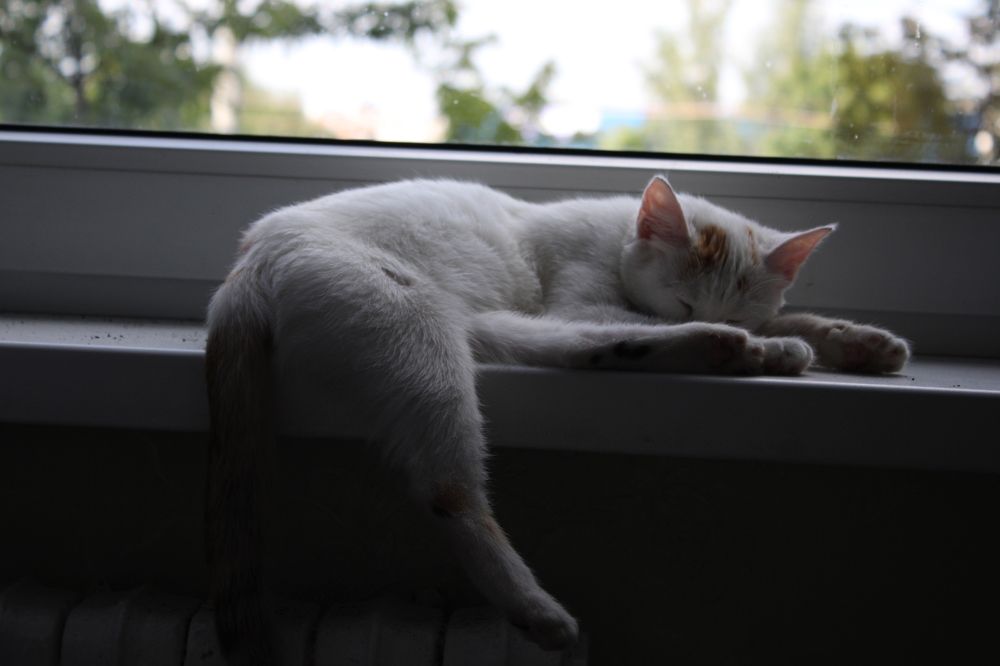 Фотография автора Никита Гутор