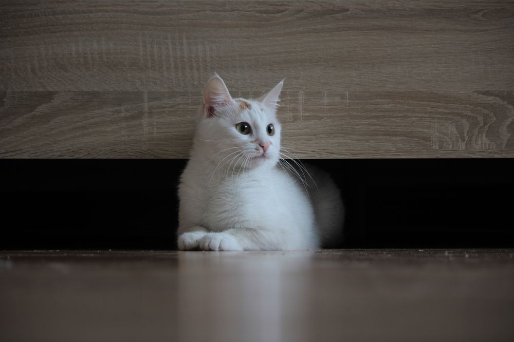 Фотография автора Никита Гутор