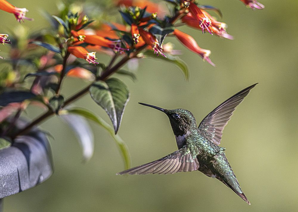 Фотография автора Clement Roy