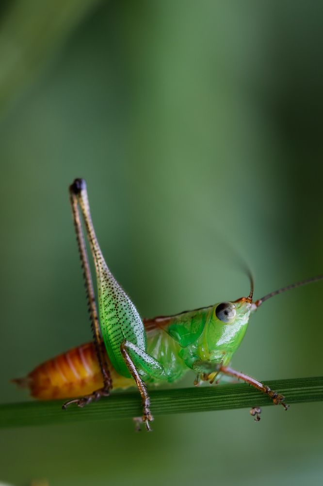 Portrait of a Grasshopper