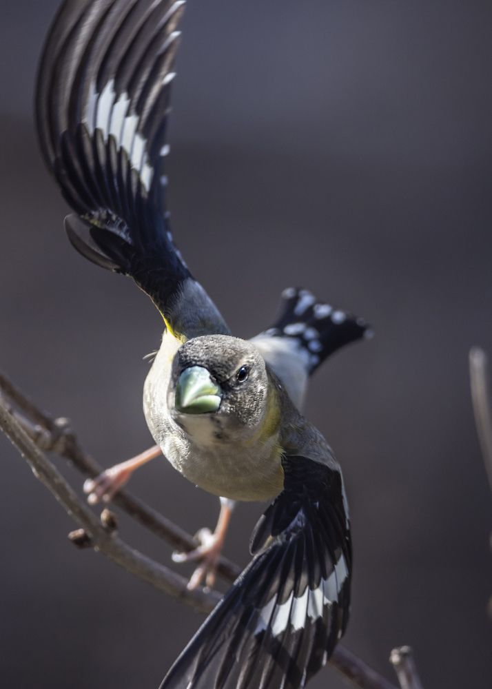 Фотография автора Clement Roy