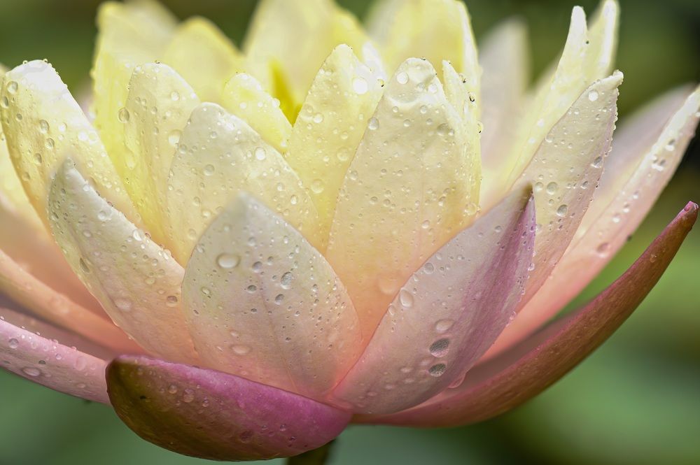 Photograph by Kim Wright