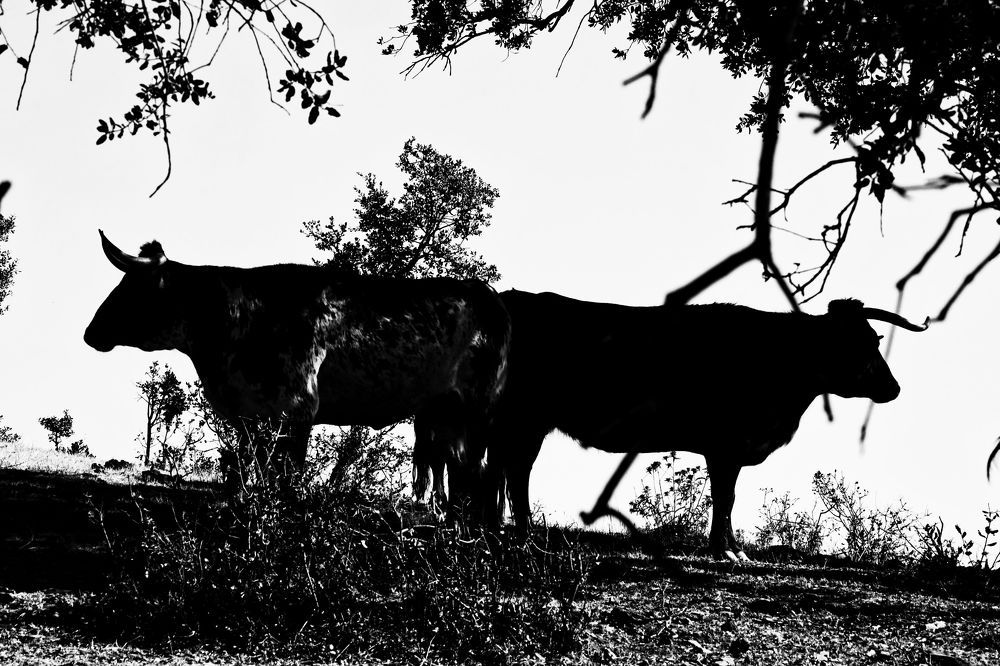 Photograph by ivan origgi