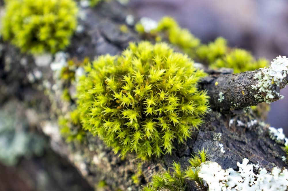 Photograph by Анастасия Биончик