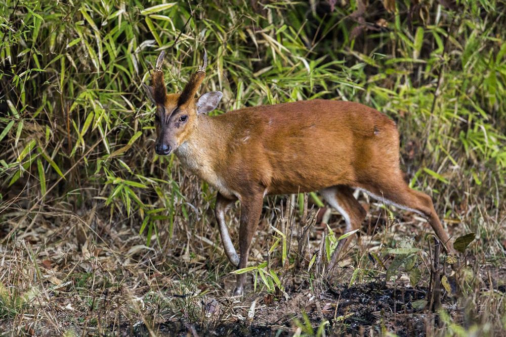 Barking Deer