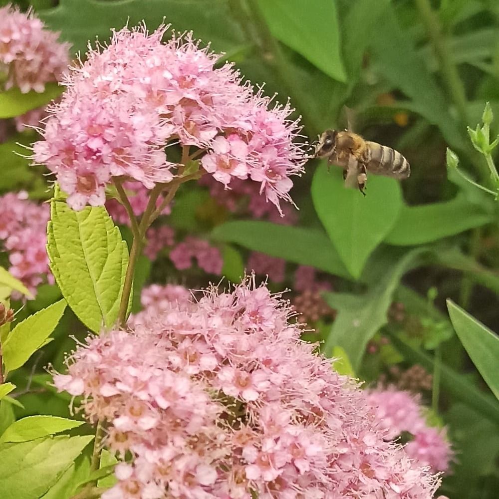 A beesy day