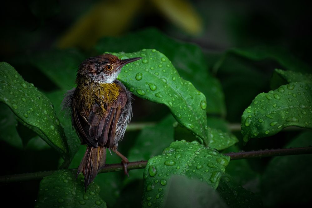 Tailor bird