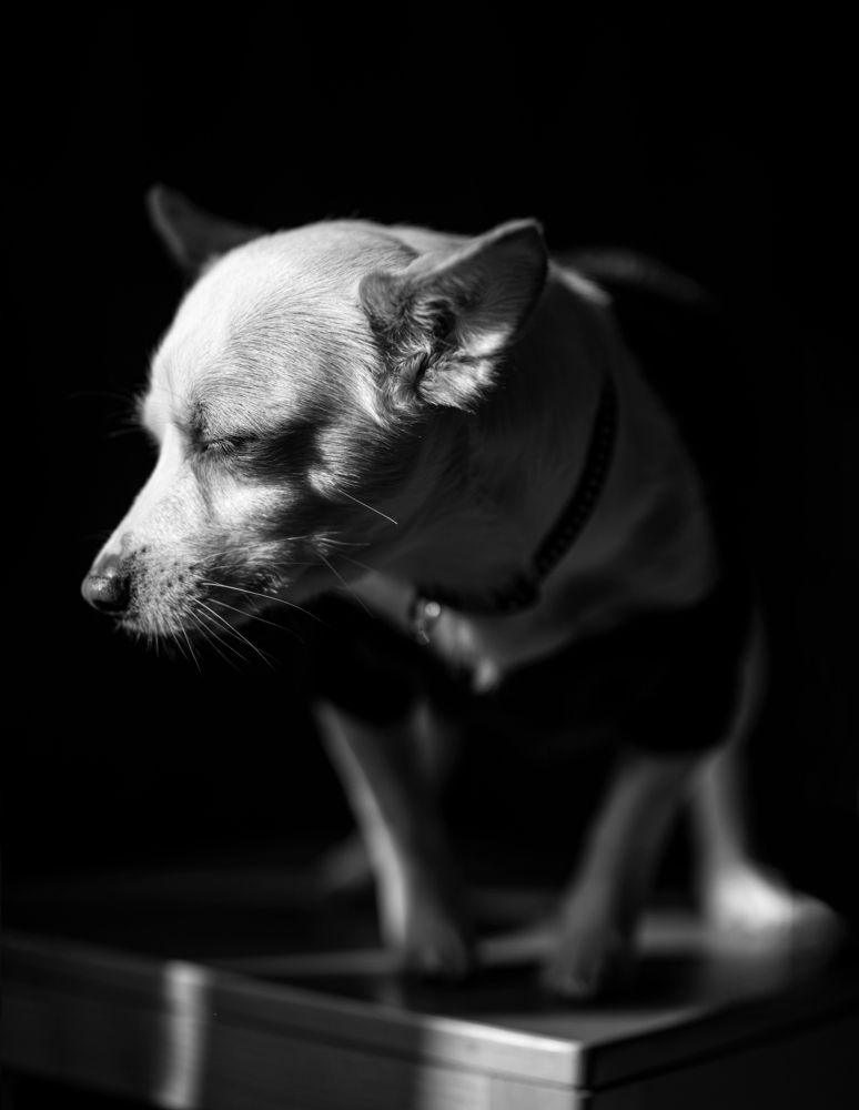 Фотография автора erfan sharaf