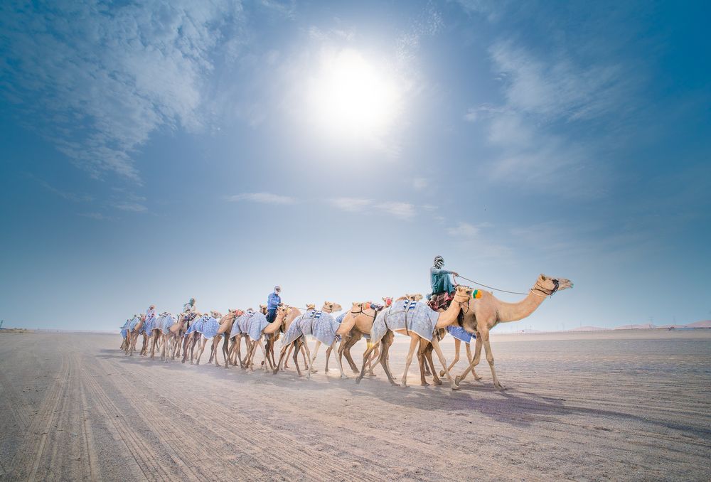 Camel Trainers Caravan