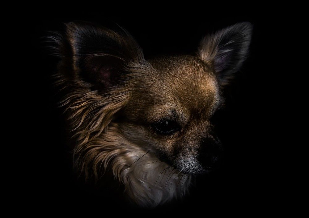 Photograph by Dino Sirica