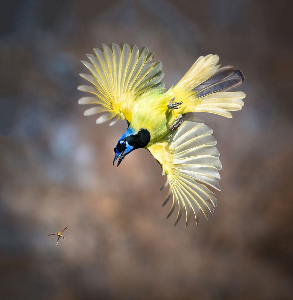 Green Jay chasing wasp.