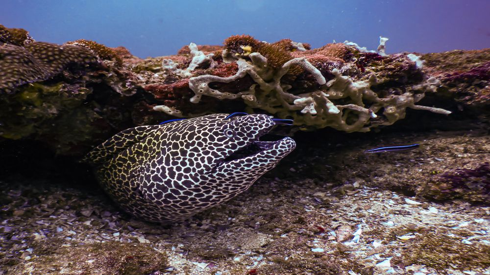 Honeycomb moray eel
