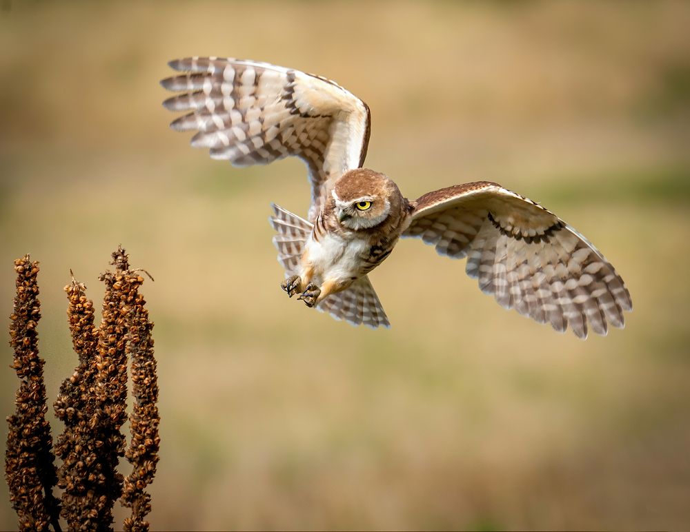 Young Burrowing Owl landing on a mullein stalk.