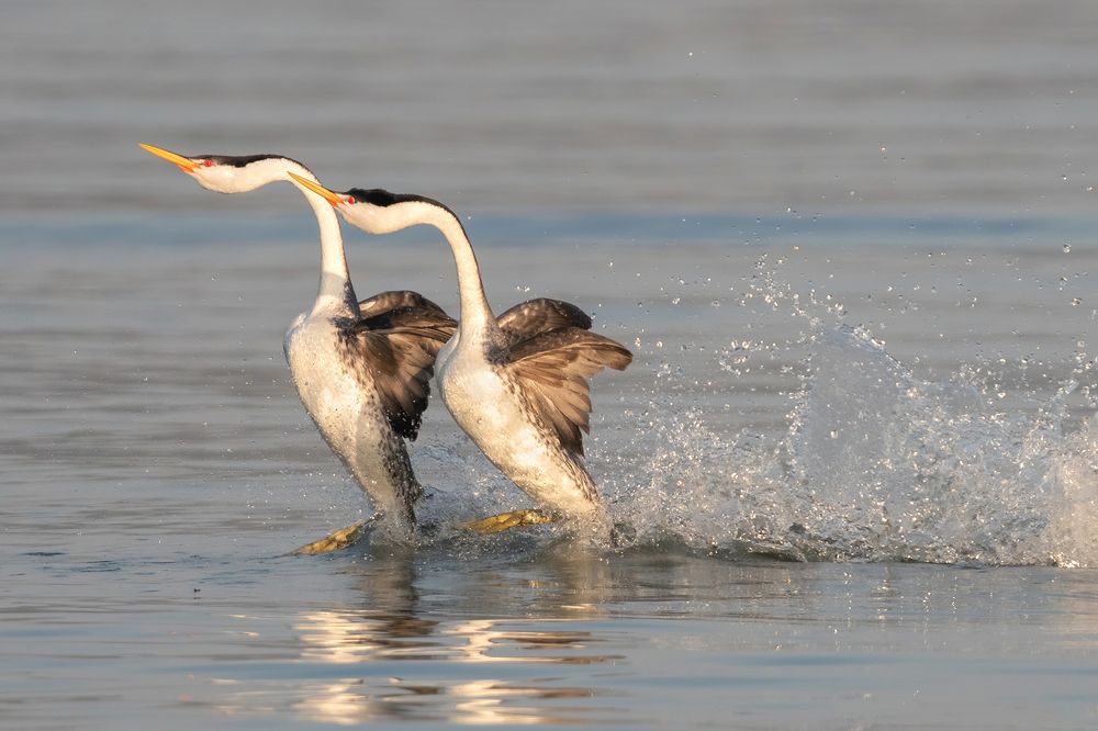 Clark's Grebes mating dance