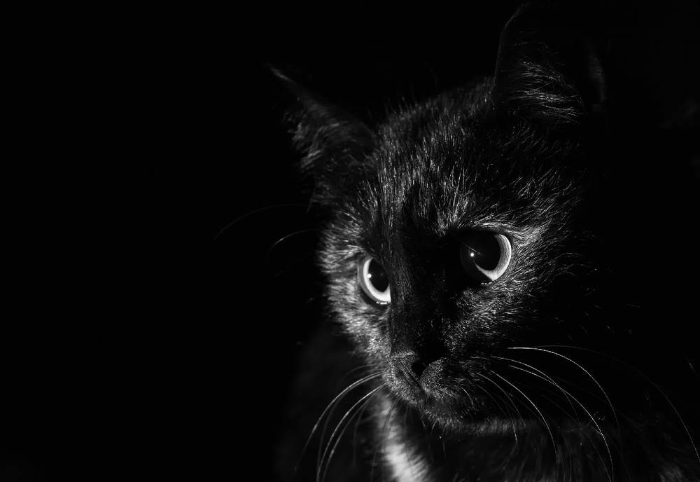 Темная кошка