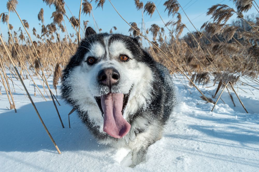 Хаски в снегу