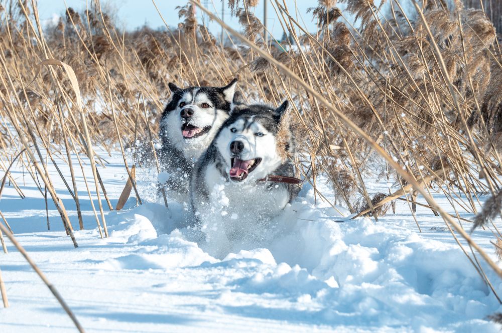 Хаски в снегу