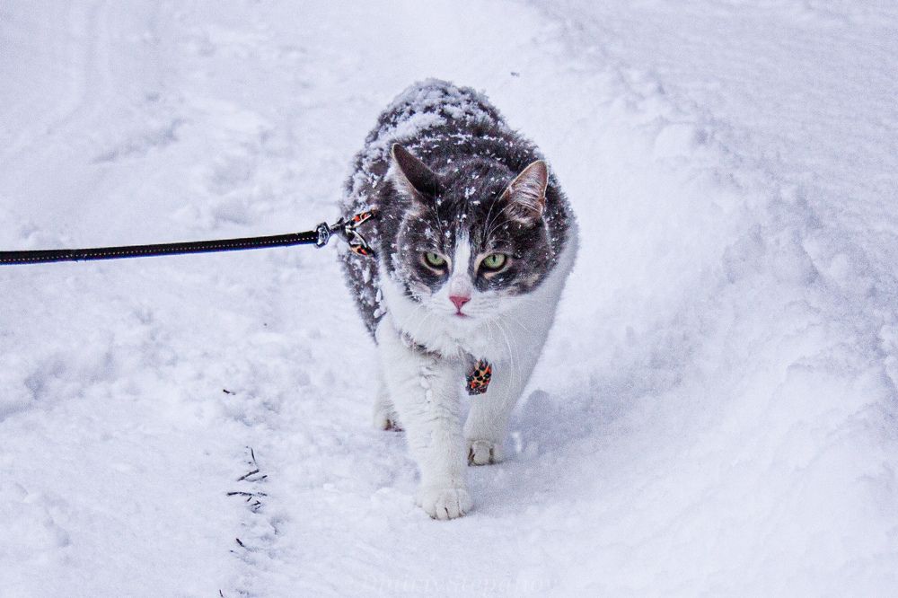 Photograph by Дмитрий Степанов