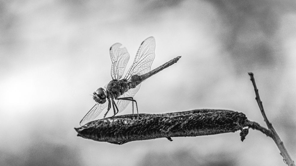 Photograph by SHUBHENDU BANERJEE