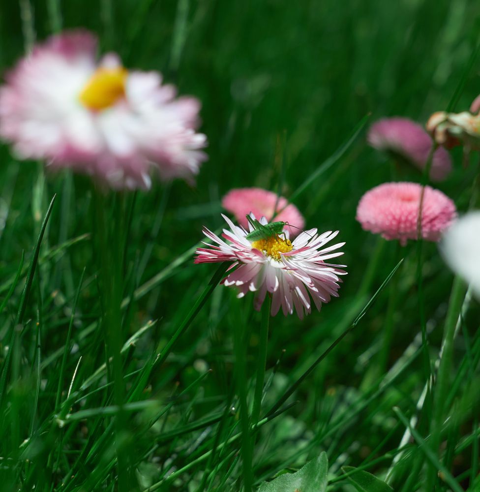 В траве сидел кузнечик