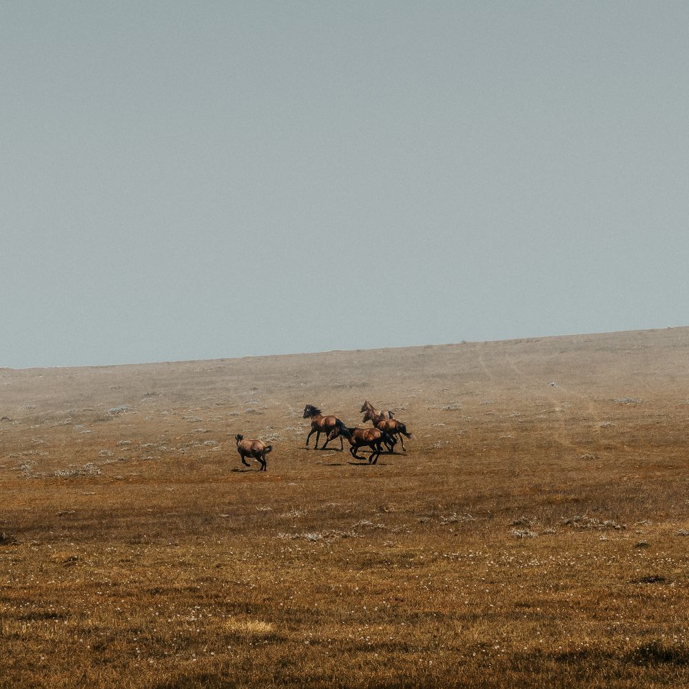 Photograph by mehrshad hassani