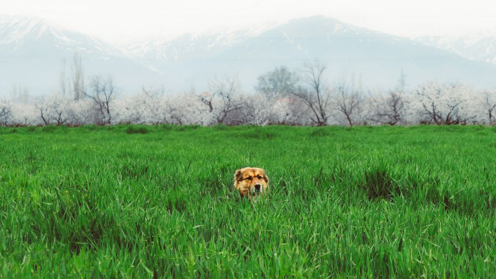 Photograph by mehrshad hassani