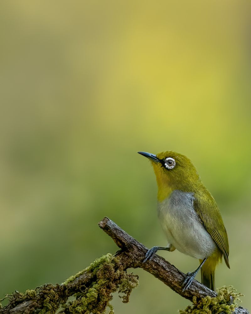 Indian white eye